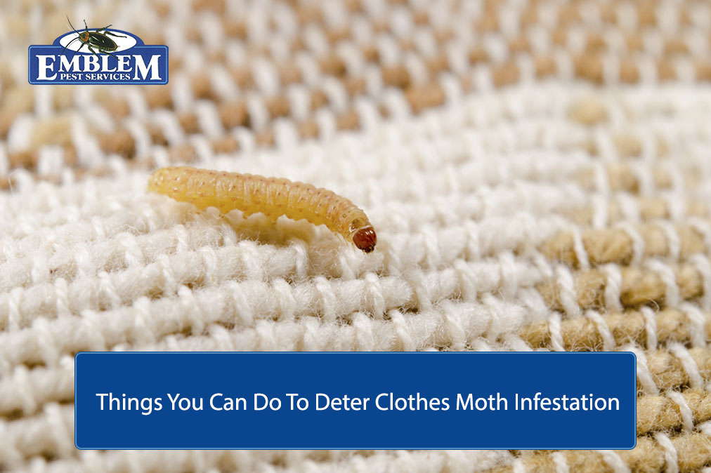 clothes-moth-infestation