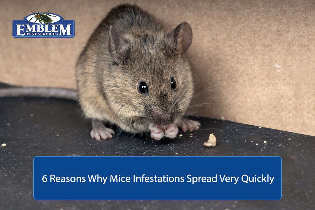 mice-infestation
